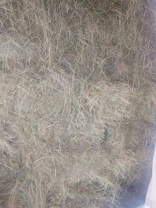 Сіно тюковане перший укіс