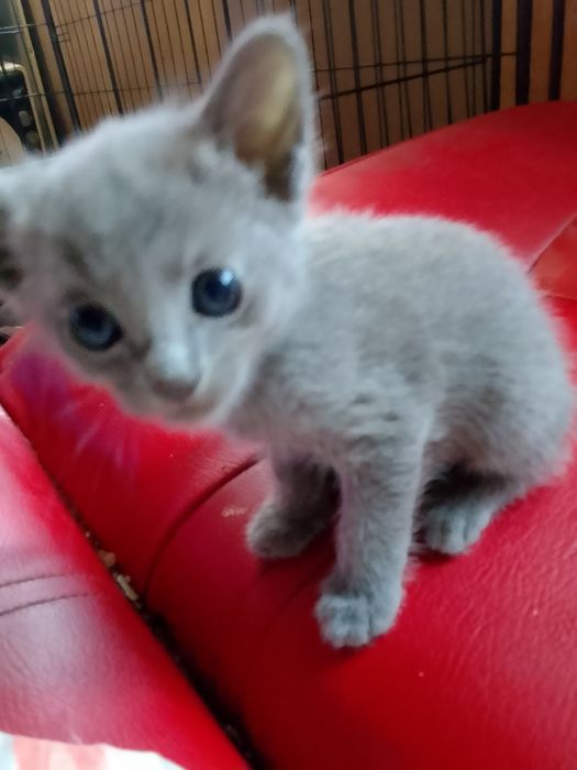 Rosyjskie niebieskie  koty