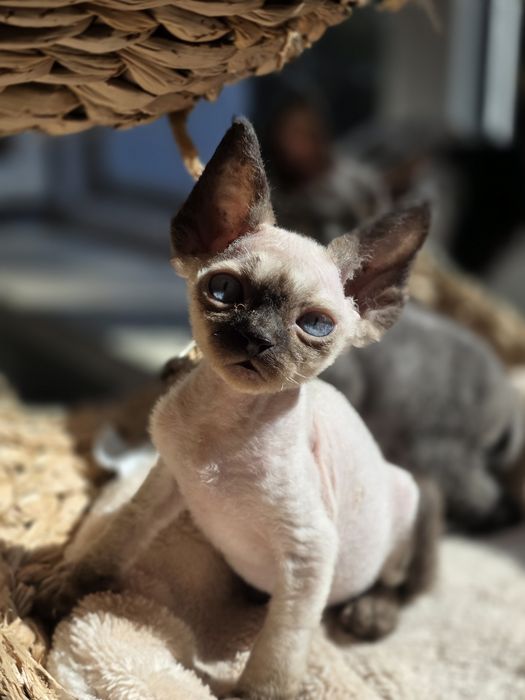 Devon Rex **Kocurek Niebieskoki**Do Rezerwacji