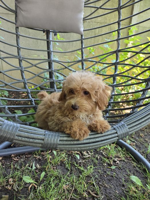 Sunia maltipoo maltańczyk & pudel