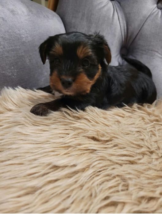 Yorkshire Terrier