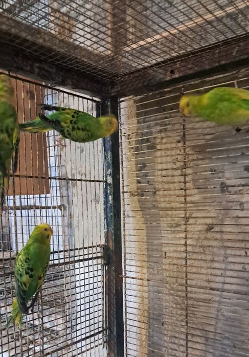 Casal de ring necks e periquitos australianos