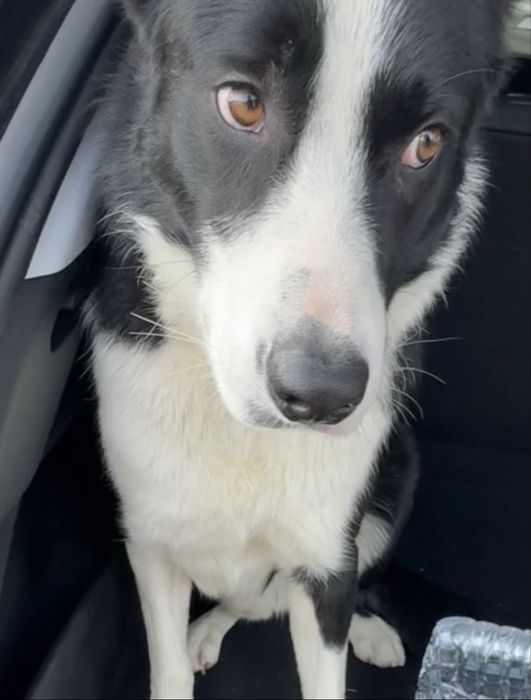 Encontrei: Cachorro docil para adopção