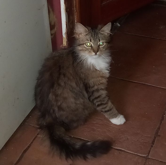 Безкоштовно кошеня!