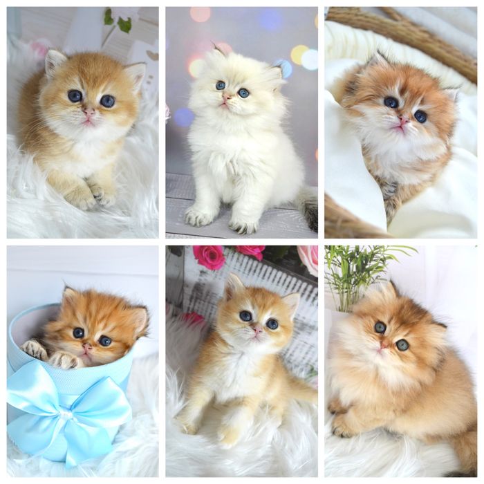 Британська золота шиншила кошенята