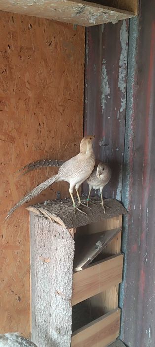 Bażanty bananowe !!