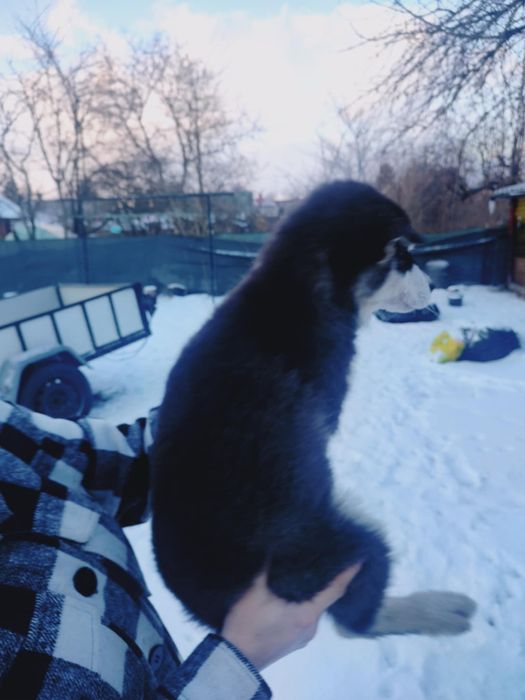 Alaskan malamute śliczna suczka