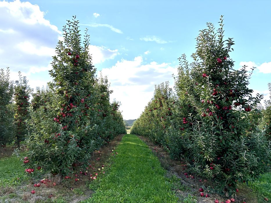 Sprzedam sad jabłoniowy 0,85 ha