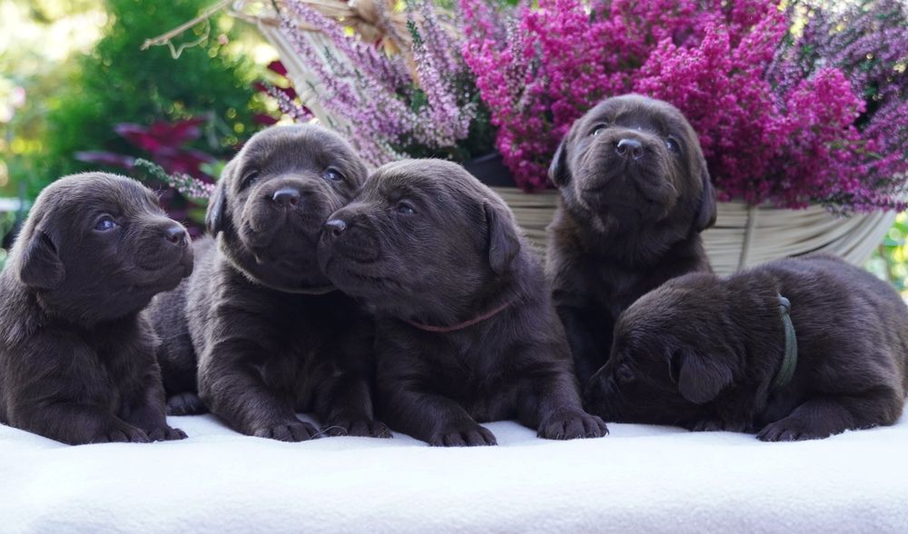 Labrador retriever-czekoladowa suczka ZKwP/ FCI