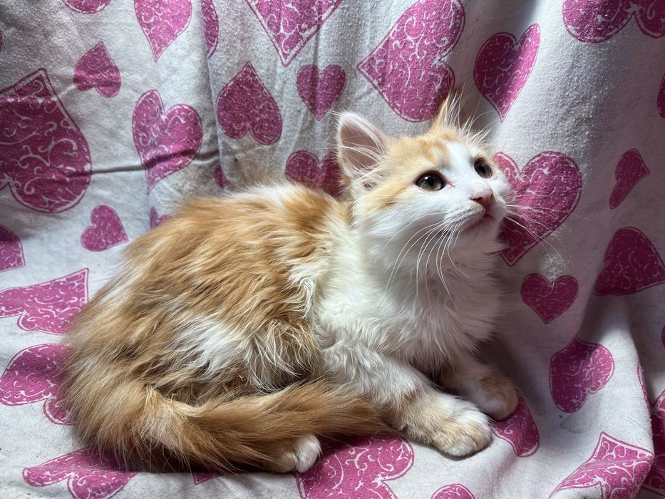 Кошенята дівчинка та хлопчик
