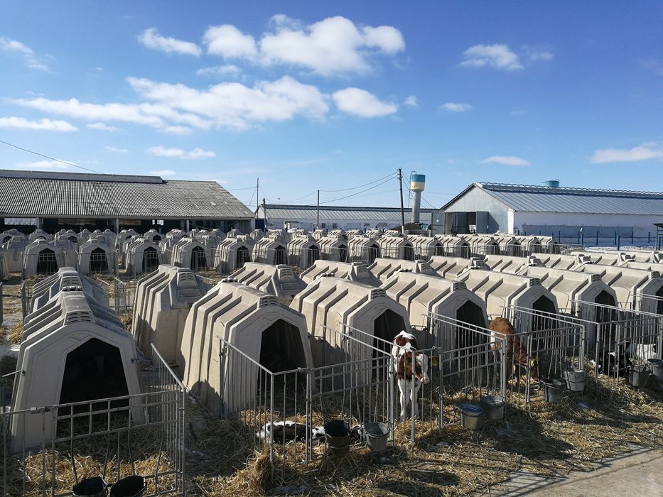 Виготовлення кліток для телят під домік