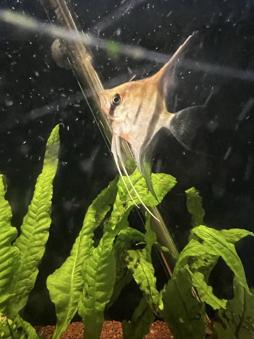 escalar manacapuru red back