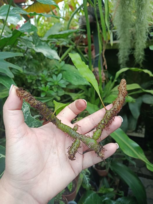 Леканоптеріс Lecanopteris sinuosa