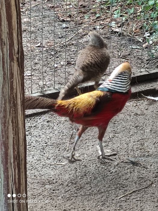 Jaja lęgowe bazant zloty