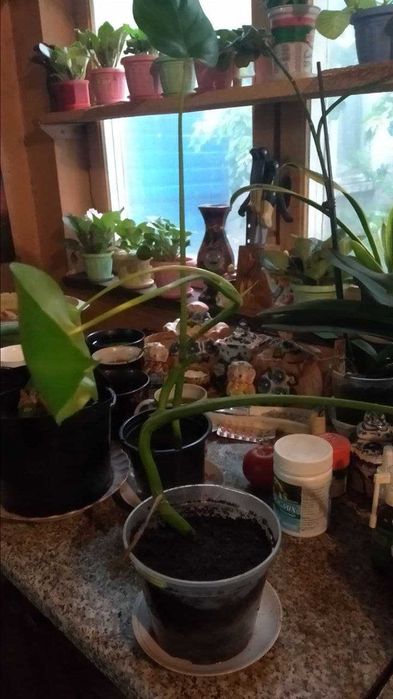 Монстера,отличное украшение для дома,офиса