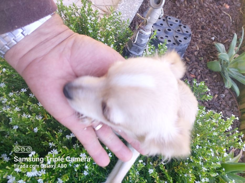 Lindo menin chihuahua