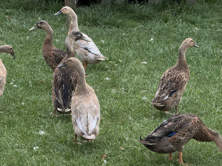 Kaczki biegusy indyjskie