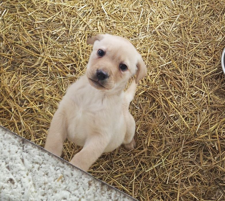 Labrador Retriever Z Rodowodem