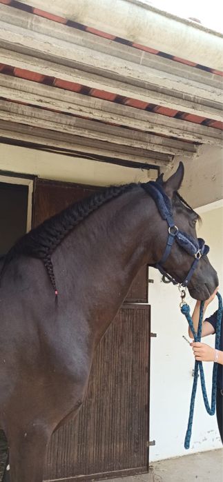 Cavalo PRE (Pura Raça Espanhola)