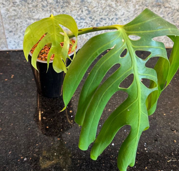 Monstera Deliciosa var. sierrana