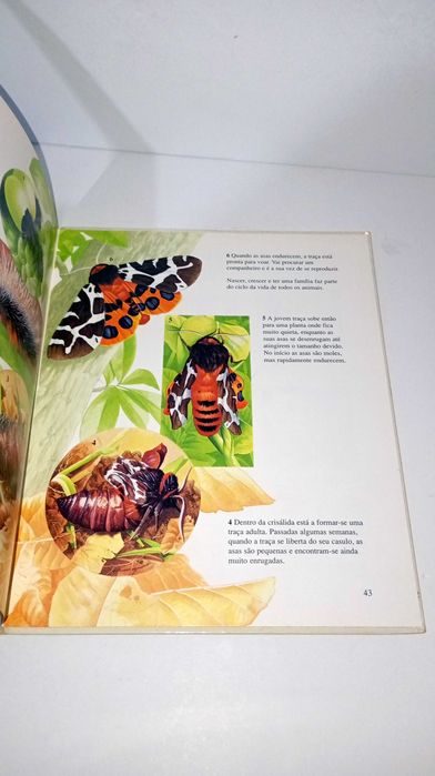 Tudo sobre os Animais bebés