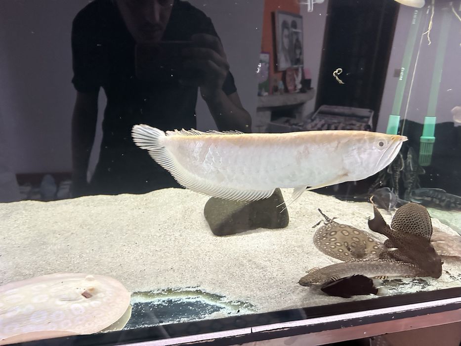 Arowana albina 40 cm