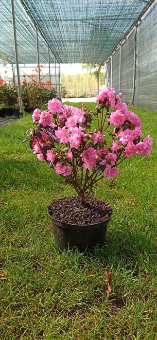 Różaneczniki, azalie japońskie