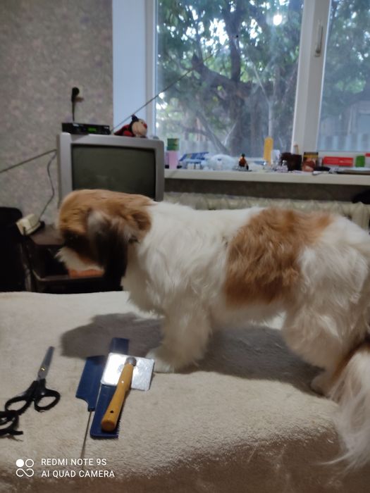 Продаёт мини девочка