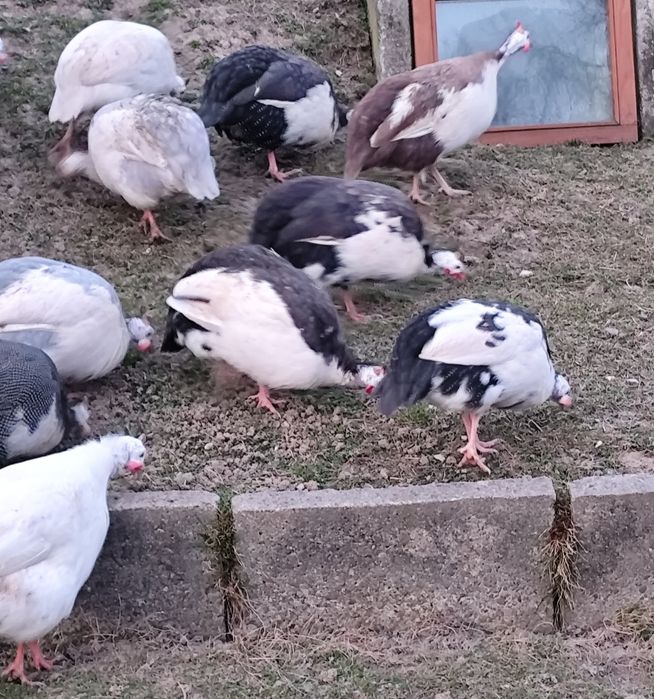 Jaja Perlicze jajka perliczki lęgowe