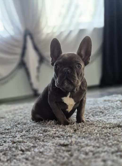 Buldog francuski  suczka
