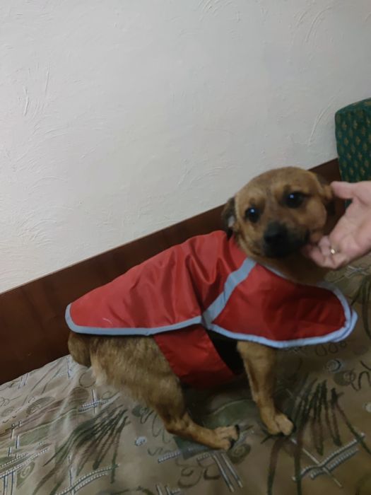 Накидка, попона, плащ для собаки