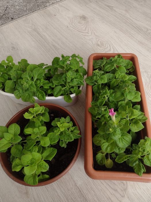 Koleus  petunia zorza wieczorna.