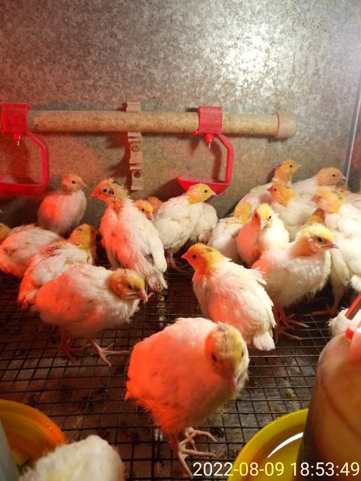 Двух недельные техасские перепела.