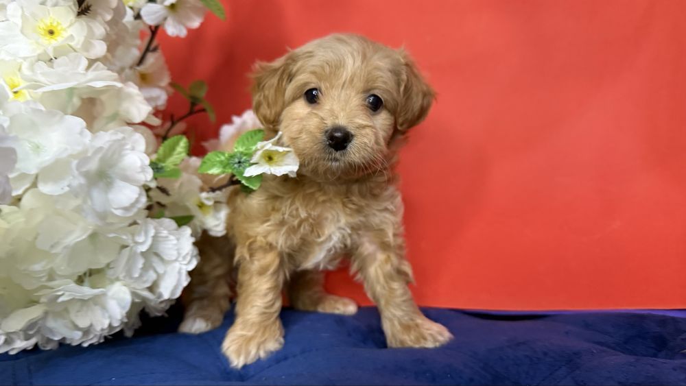 Дівчинка крихітка мальтіпушка