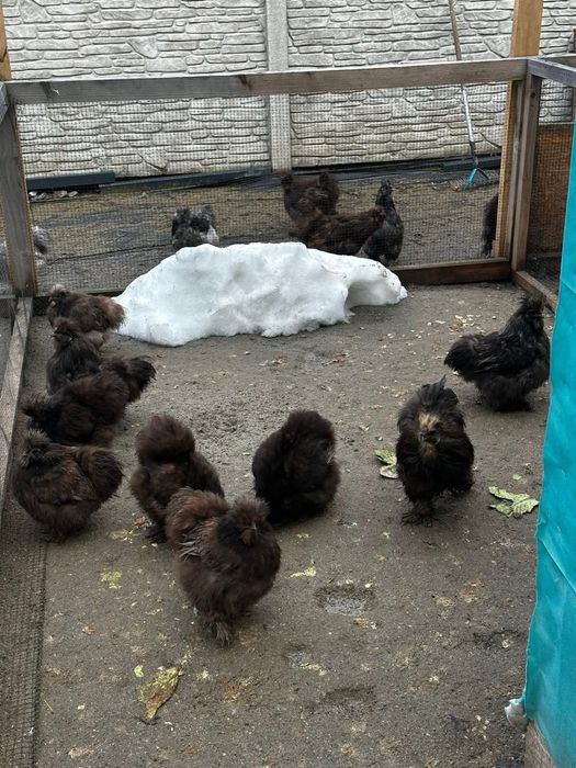 kogut silka USA splash czeko red pyle