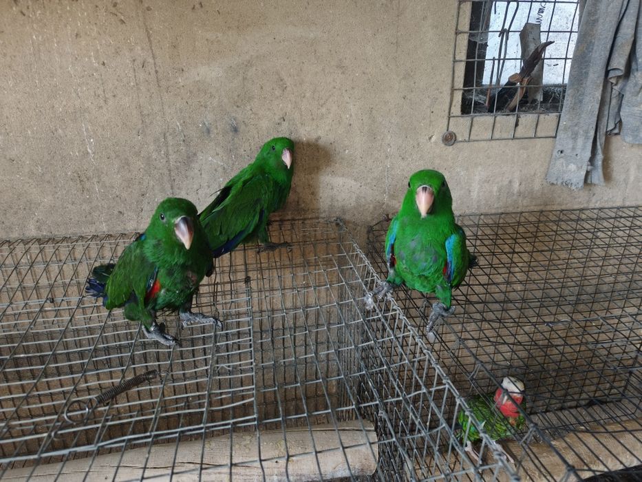 Papagaios écletus para acabar de criar à mão