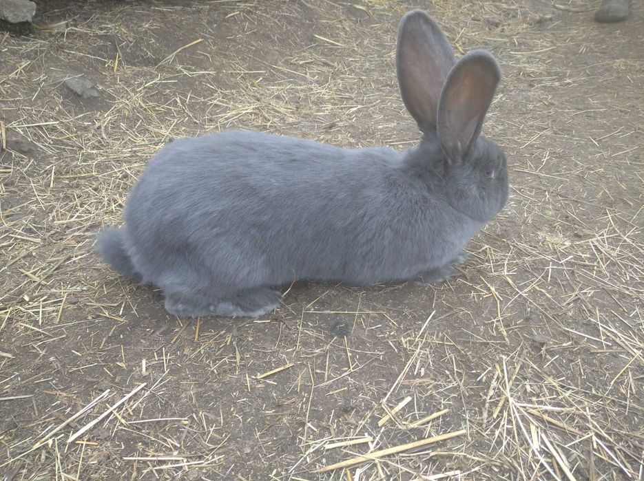 Królik samica olbrzym belgijski niebieski