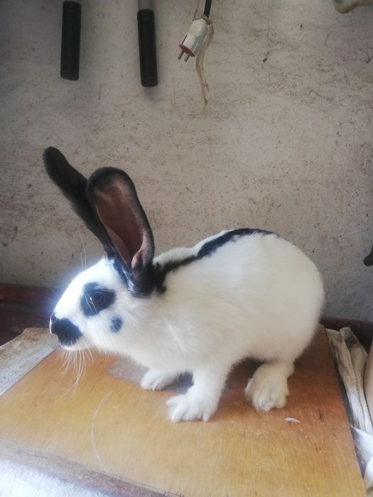 Продам кролів різної породи