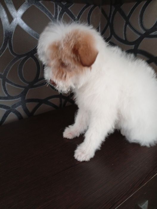 Щенки Болонки (метисы)