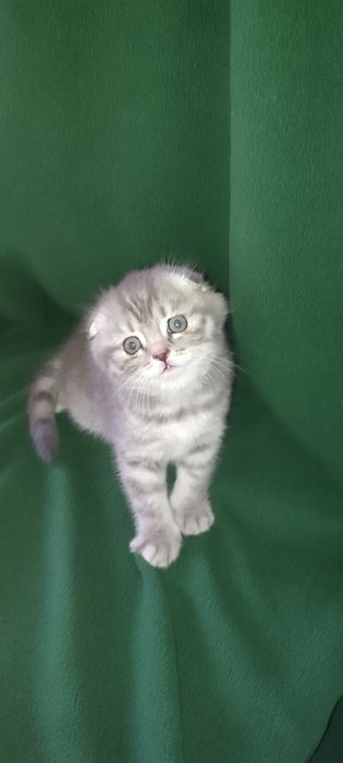 Шотландський малюк Джоні