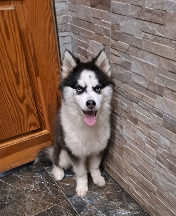 Suczka Siberian Haski