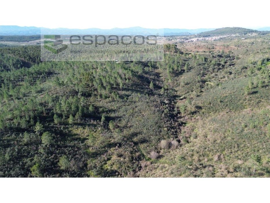 Terreno com 4,5 ha - Palvarinho — Salgueiro do Campo, Castelo Branco