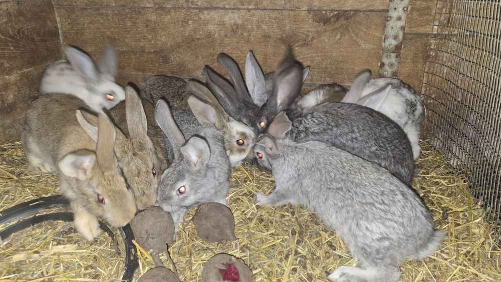 Кролики 1.5- 2 місяці