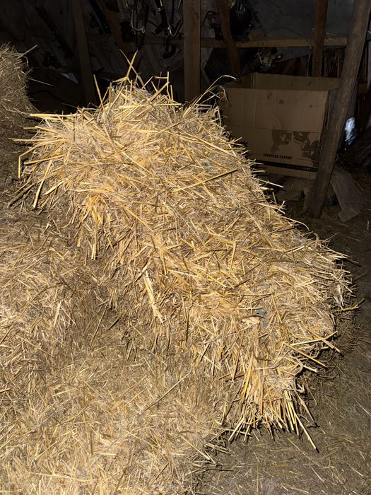 Тюки солома  ячмінка
