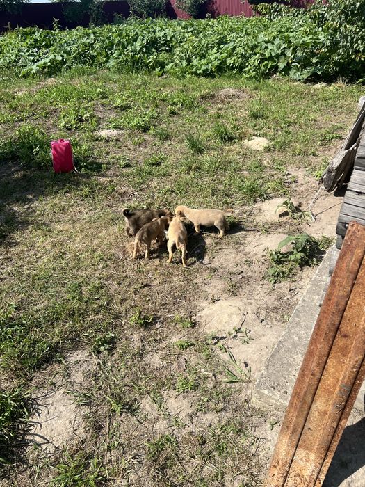 Песикі в добрі рукі
