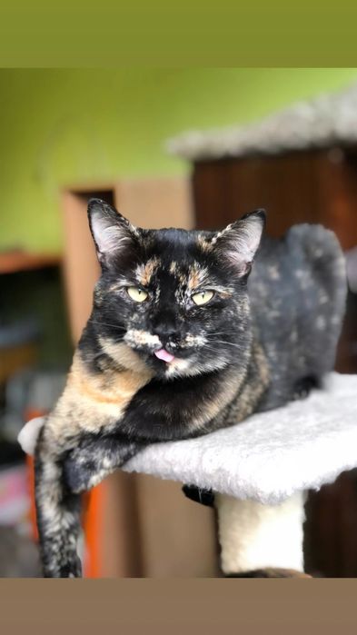 Отдам кошку черепахового окраса, 1 год, стерилизована, привита