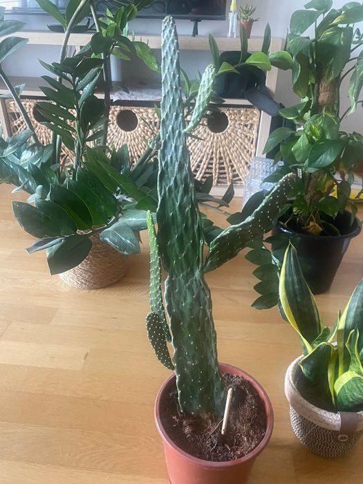 4 house plants cheap!