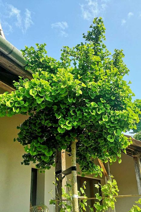 Miłorząb "Baldi" szczepiony na pniu, rzadka odmiana.