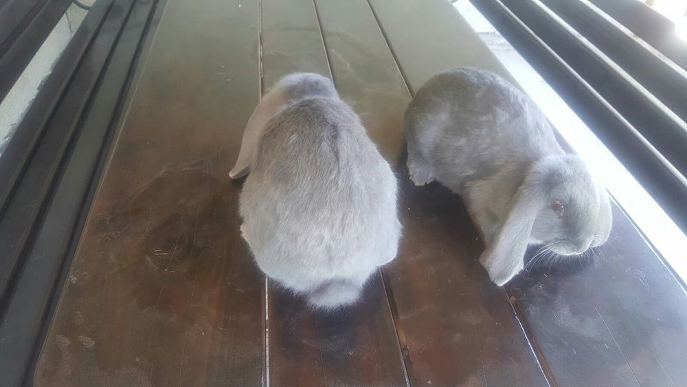 Французькі барани