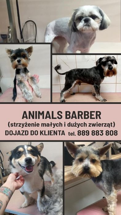 strzyżenie zwierząt, usługi pielegnacyjne